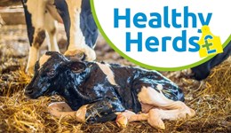 Shropshire: Johne's management - Profit through prevention